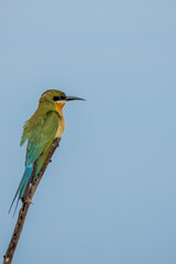bee eater perched on a branch