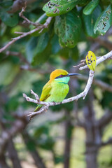 Green bee-eater on a branch