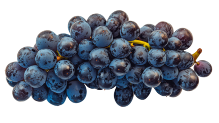 Bunch of freshly picked blue grapes on transparent background