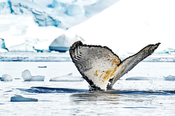A humpback whale dives in Borgen Bay in Antarctica with only its tail or fluke remaining above the...