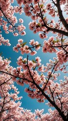 桜を見上げた風景