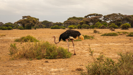 Safari-Bilder aus Kenia mit Landschaften, wilder Natur und unberührter Wildnis. Zeigt weite...