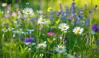 White purple violet stem flower on meadow glass field close up shot morning sunlight.
