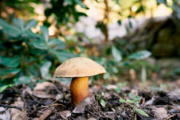 Boletus mushroom grows in the forest among fallen leaves