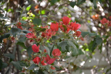 Vibrant Red Bougainvillea Flowers Blooming Bush Plant Color Green Image Flora   