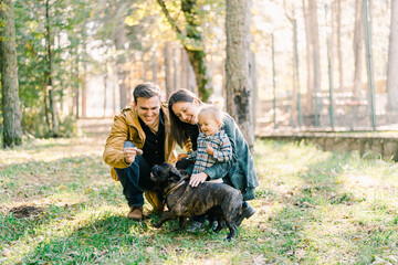 Mom and little girl watch dad hand food to french bulldog while squatting in the park