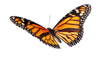 Fototapeta premium Monarch butterfly with open wings on transparent background