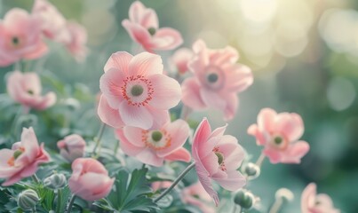 Naklejka premium Soft Pink Gently flowers anemones outdoors in summer spring bokeh green wild forest.