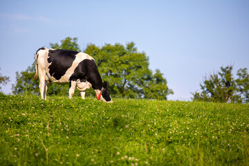 Troupeau de vache laiti&egrave;re au milieu des champs dans au printemps en train de brouter l'herbe verte sous le soleil.