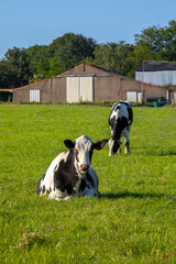 Troupeau de vaches laiti&egrave;re au milieu des champs d'herbe verte dans la campagne au printemps.