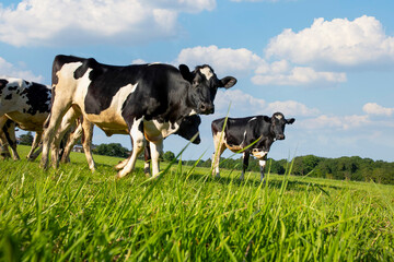 Troupeau de vache dans la campagne les pieds dans l'herbe au printemps.
