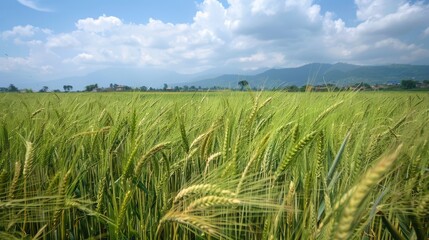 Lush green rice field under a bright blue sky with fluffy clouds, mountains in the background, serene rural landscape