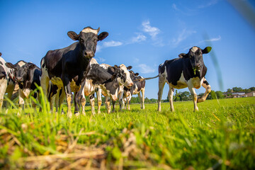 Troupeau de vaches laitière au milieu des champs d'herbe verte dans la campagne au printemps.