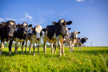 Troupeau de vaches laiti&egrave;re au milieu des champs d'herbe verte dans la campagne au printemps.
