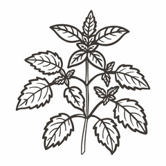 Mint Plant Outline Drawing for Herbal Illustration and Botanical Design