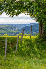 Arbre en pleine nature au milieu des champs vert au printemps.