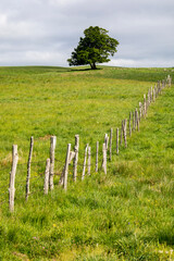Obraz premium Un arbre majestueux au milieu de la campagne au printemps.