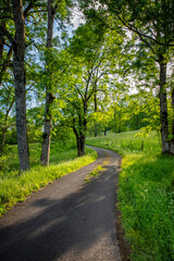 Fototapeta premium Route de campagne au milieu des arbres et des champs au printemps.