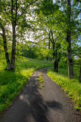 Route de campagne au milieu des arbres et des champs au printemps.