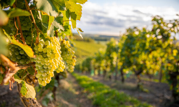 Grappe de raisin blanc au milieu des vigne avant les vendanges d'&eacute;t&eacute; en France.