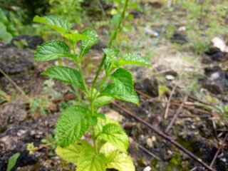 Stachytarpheta jamaicensis