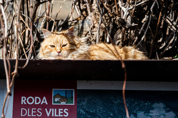 Wächter - ein stolzer Kater über einem Wanderschild - Roda dels Viiles bezeichnet eine Wanderung über die Weiler hoch oben über dem Campilltal