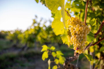 Grappe de raisin blanc au milieu des vigne avant les vendanges d'&eacute;t&eacute; en France.