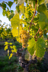 Grappe de raisin blanc au milieu des vigne avant les vendanges d'&eacute;t&eacute; en France.