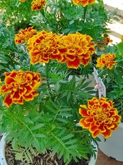 Vibrant Orange and Yellow Marigolds in Full Bloom
