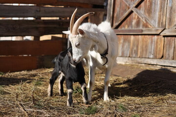 goat on farm