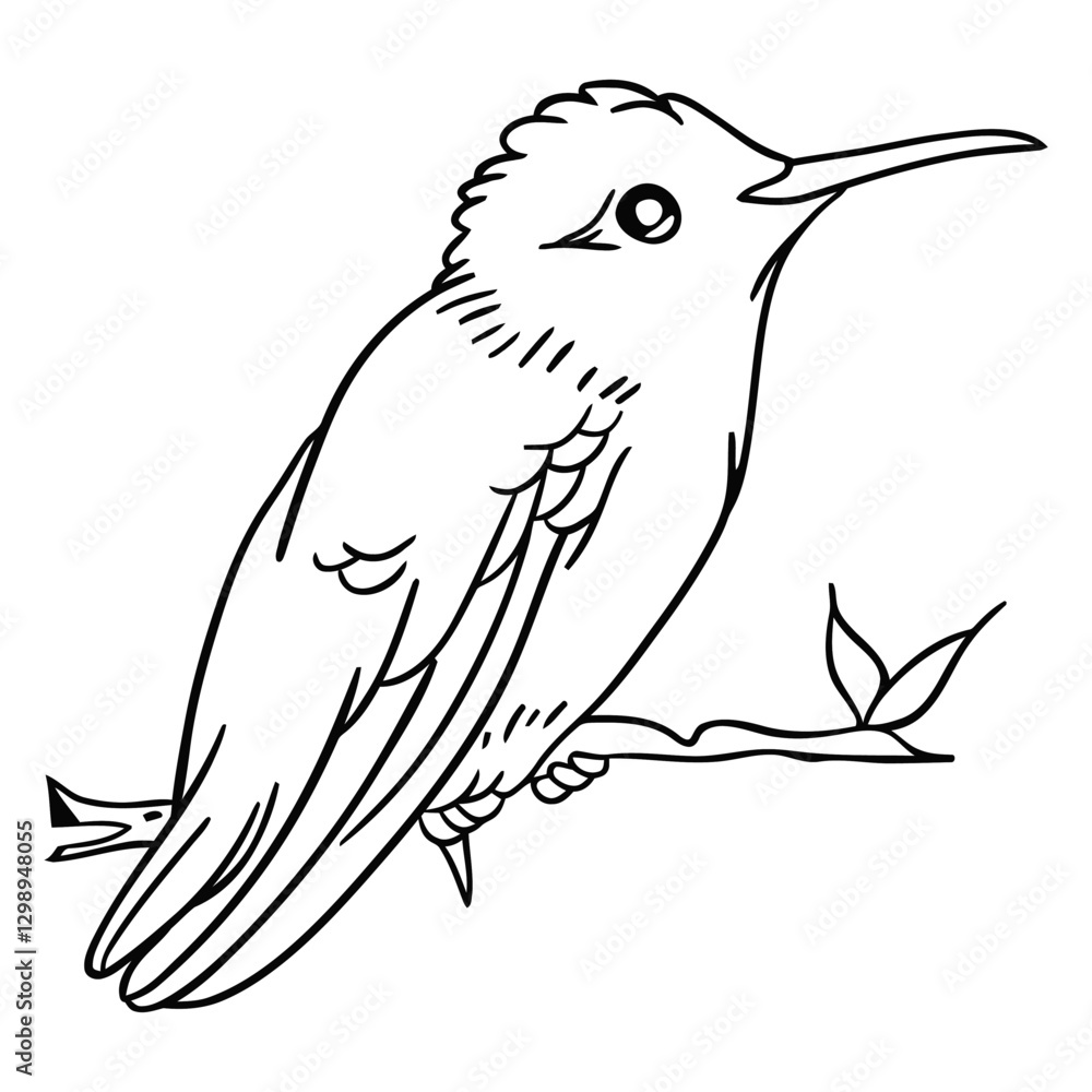 Poster hummingbird sketch: a detailed and delicate line drawing of a hummingbird perched on a branch, showc