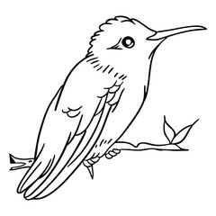 Obraz premium Hummingbird Sketch: A detailed and delicate line drawing of a hummingbird perched on a branch, showcasing its intricate feather patterns and slender beak, in a serene monochrome study.