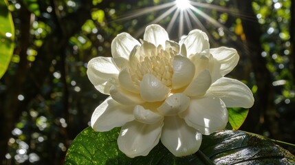 Blooming White Flower with Sunlight in Lush Green Forest Setting