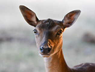 Tête de biche de face