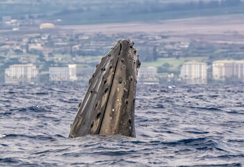 Humpback Whale Periscoping
