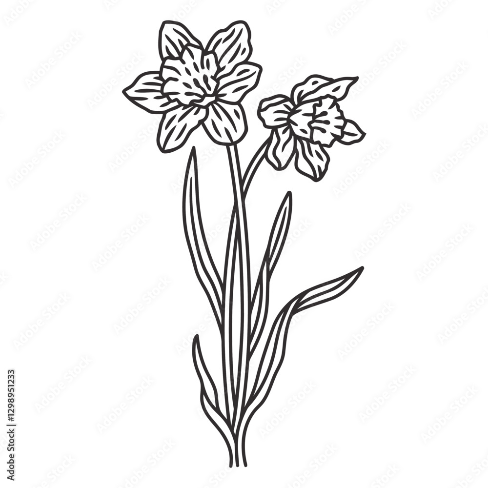 Poster springtime daffodils: a delicate line art illustration of two daffodils in full bloom, showcasing in