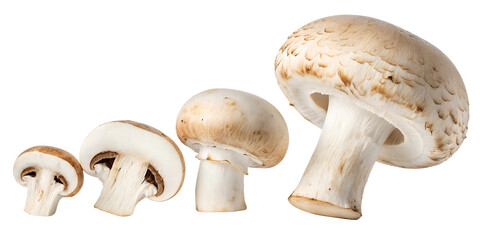 set of champignons mushrooms isolated png