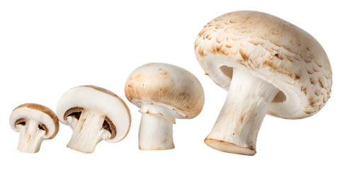 set of champignons mushrooms isolated png