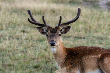 Jeune cerf