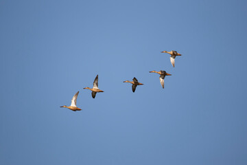 A flock of northern shoveler (spatula clypeata) in flight