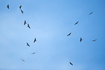 a huge flock of red kites (milvus milvus) circeling high in the blue sky