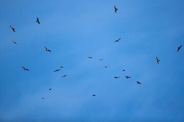 a huge flock of red kites (milvus milvus) circeling high in the blue sky