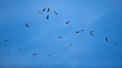 a huge flock of red kites (milvus milvus) circeling high in the blue sky