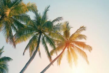 Several tropical palm trees against a beautiful light blue sky