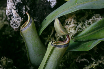 nepenthes albomarginata pitcher plant