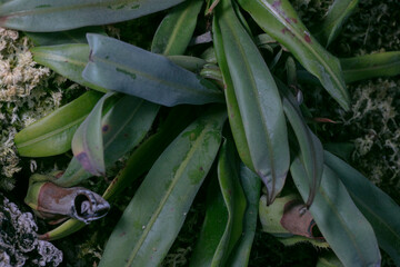 Obraz premium nepenthes albomarginata pitcher plant