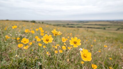Obraz premium Yellow wildflowers bloom on a grassy hillside under an overcast sky in the countryside.