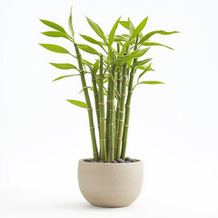 Obraz premium Feng Shui Lucky Bamboo 