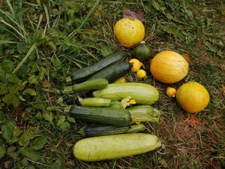 Green squash and bright yellow-orange pumpkins lie on the grass in the garden in autumn.