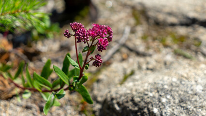 Hylotelephium telephium or Sedum telephium, orpine, livelong, frog's-stomach, harping Johnny, life-everlasting, live-forever, midsummer-men, Orphan John, witch's moneybags is succulent perennial plant